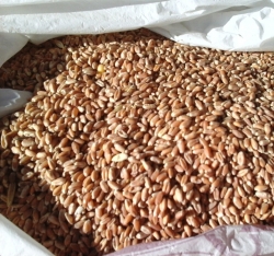 Пшеница весовая, 1 кг
