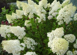 Гортензия Метельчатая (Hydrangea paniculata Summer Snow)